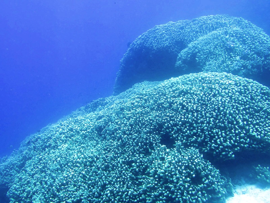  Pavona clavus (Star Column Coral)